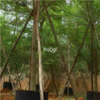 18usd Ngryise 500pcs Terminalia Mantaly Madagascar Almond Tree seed