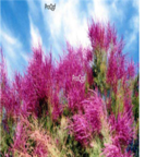 18usd Ngryise 500pcs Tamarix ramosissima seed