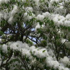 18usd Ngryise 1000pcs Tassel Tree Chionanthus Retusus Liu Shu seed