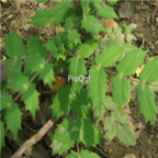 18usd Ngryise 500pcs Mahonia Bealei  Mahonia Fortunei seed