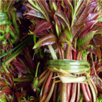 18usd Ngryise 5000pcs Toona Sinensis seed