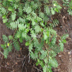 18usd Ngryise 5000pcs Tribulus Terrestris seed