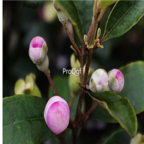 18usd Ngryise 3000pcs Rhodomyrtus Tomentosa seed