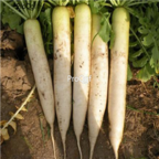 18usd Ngryise 5000pcs White Long Radish Vegetable seed