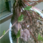 18usd Ngryise 10pcs Polygonum Multiflorum seed