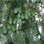 18usd Ngryise 30pcs torreya Grandis Merrillii seed