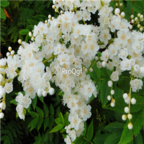 18usd Ngryise 3000pcs Sorbaria Sorbifolia seed