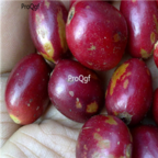 18usd Ngryise 500pcs Yunnan Arabica Coffee seed