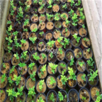 18usd Ngryise 300pcs Scented Rosewood Dalbergia Odorifera seed