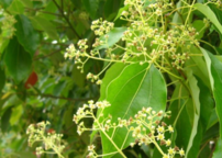 18usd Ngryise 500pcs Cinnamomum Camphora camphor seed