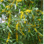18usd Ngryise 2000pcs Acacia Confus seed