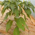 18usd Ngryise 2000pcs Datura Hindu Datura Stramonium seed