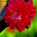 18usd Ngryise 500pcs Winter Sweet Prunus Mume red plum seed