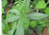 18usd Ngryise 5000pcs Herba Ecliptae Han Lian Cao s eed