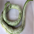 18usd Ngryise 500pcs Trichosanthes Anguina Beans snake bean