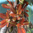 18usd Ngryise 1000pcs Podocarpus Macrophyllus seed