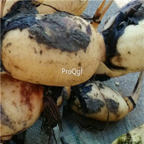 18usd Ngryise 100pcs Root Lotus Vegetable Nelumbo Nucifera