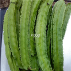 18usd Ngryise 500pcs Psophocarpus Tetragonolobus Dragon Beans seed