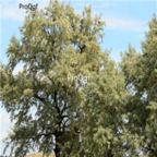 18usd Ngryise 500pcs Elaeagnus Angustifolia Sand Date seed