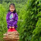 18usd Ngryise 100pcs  Common Yam Rhizome seed