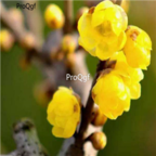 18usd Ngryise 500pcs Winter Sweet Prunus Yellow Plum Blossom seed