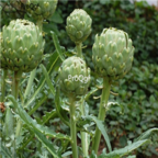 18usd Ngryise 100pcs Artichoke Vegetables Cynara Scolymus seed