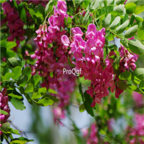 18usd Ngryise 500pcs  sophora Tonkinensi Guo Huai Shu seed