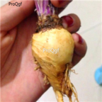 18usd Ngryise 500pcs Peru Maca Peruvian Ginseng seed
