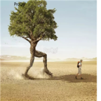 18usd Ngryise 500pcs Haloxylon Ammodendron Tree seed