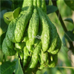 18usd Ngryise 100pcs Citron Bergamot Tree seed