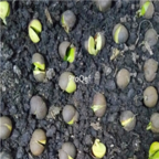 18usd Ngryise 300pcs Xin Yang Mao Jian Green Teea Tree seed