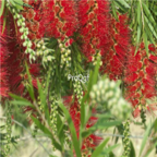 18usd Ngryise 300pcs Callistemon Rigidus For Hong Qian Ceng seed