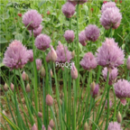 18usd Ngryise 9000pcs Chives Allium Schoenoprasum seed