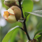 18usd Ngryise 600pcs Michelia Figo Chinese Han Xiao Flower seed