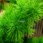 18usd Ngryise 500pcs Asparagus Myriocladus Cypress Peng Lai Song see