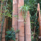 18usd Ngryise 500pcs Huge Dragon Bamboo Tree seed
