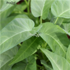 18usd Ngryise 5000pc Spinach Vegetables seed