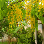 18usd Ngryise 5000pcs  Sophora Xanthantha  Guo Huai seed