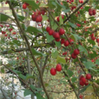 18usd Ngryise 1000pcs Water Xunzi Cotoneaster Multiflora seed