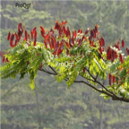 18usd Ngryise 500pcs Zenia Insignis seed