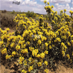 18usd Ngryise 1000pcs Ammopiptanthus  Sha Dong Qing seed