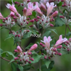 18usd Ngryise 1000pcs Kolkwitzia Tree seed