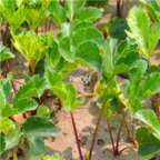 18usd Ngryise 1000pcs Coastal GlehniaBei Sha Shen seed