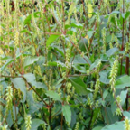 18usd Ngryise 1000pcs Cyathula officinalis seed