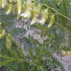 18usd Ngryise 1000pcs Sophora Flavescens seed