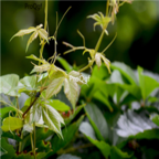 18usd Ngryise 3000pcs Parthenocarpy Boston Ivy seed