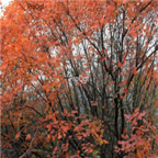 18usd Ngryise 3000pcs Cotinus Tree Cotinus Coggygria seed