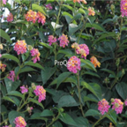 18usd Ngryise 2000pcs Lantana Camara seed