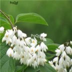 18usd Ngryise 500pcs Styrax Obassia seed