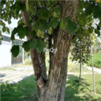 18usd Ngryise 500pcs Celtis Koraiensis seed